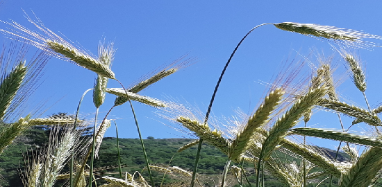 campo sperimentale segale