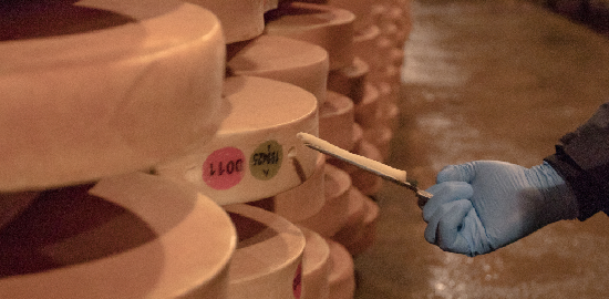 campione fontina