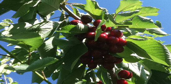 sperimentazione frutticoltura